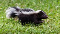 Baby Skunk