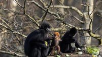 'Another milestone': Fota Wildlife Park welcomes birth of endangered monkey