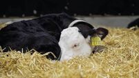 Pain relief for young calves