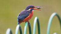 Kingfisher in Northumberland Park