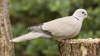 Collared Dove (Streptopelia decaocto)