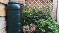 Rain barrel in garden