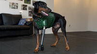 Tech Meets Heart: 3D printing helps Doberman walk again in paws-itively inspiring project