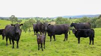 Be alert to the risk of grass tetany