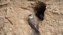 Why do sand martins sometimes reject last year's nest burrows?