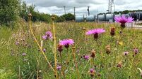EirGrid, restoring nature in move towards a cleaner energy future 
