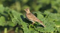 eurasian skylark
