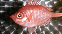 Is the future of Ireland’s boarfish industry bright?