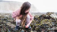 Child rock pooling and collecting sea shells