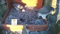 Peregrine Falcon chick born in Cork city — and another hopefully on the way