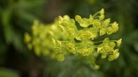 Wood spurge(euphorbia) close up