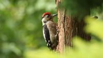 Greater Spotted Woodpecker on tree through branches