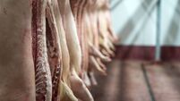 Meat industry. Fresh pork meat hanging in the butchery shop.