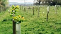 Tree nursery in the forest, plastic tubes protecting seedlings. Plantation of Newly Planted Trees Supported by Wooden Stakes and