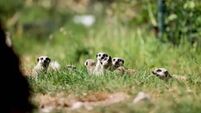 Watch: Three meerkat pups and two bison calves born at Fota Wildlife Park