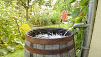 Rain barrel in the garden