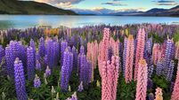 Lupines on the shore of Lake Tekapo