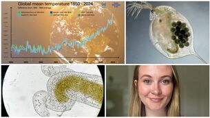<p>Scientists have discovered that differences in heatwaves — such as how much hotter they are than normal temperatures, and how long they last — can increase disease burden by up to 13 times in a commonly used experimental animal model</p>
