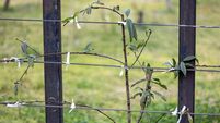 Trained espalier peach fruit tree as a living edible fence in the countryside for higher productivity and using in limited space