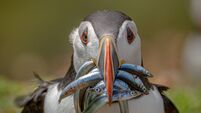 Seabirds in trouble due to fewer sand eel and sprat