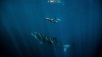 Awe for magnificent whale sharks shines through on Australia's Ningaloo Reef