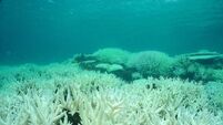 ‘Ticking timebomb’: Sea acidity at critical levels and threatens entire ecosystems