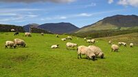 Sheep and rams in the mountains of Connemara, IRL