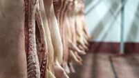 Meat industry. Fresh pork meat hanging in the butchery shop.
