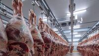 Meat industry,meats hanging in the cold store. Cattles cut and hanged on hook in a slaughterhouse. Halal cutting.