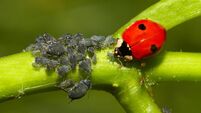 Why are our gardens being invaded by aphids?