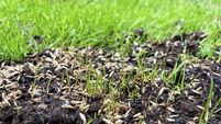 Full frame image of fresh green grass shoots from sown seed, rejuvenated, damp and muddy green grass, Summer lawn maintenance, f