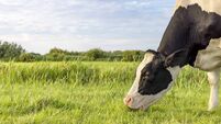 Grazing cow head eating blades of grass, black and white, a cows pink snout in a green grass pasture