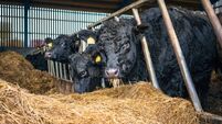 Cattle feeding indoors in winter