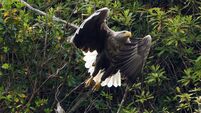 Suspected poisoning of white-tailed eagle prompts call for public vigilance