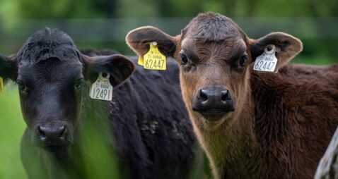 CalfCare 2025 roadshow expands to summer nights