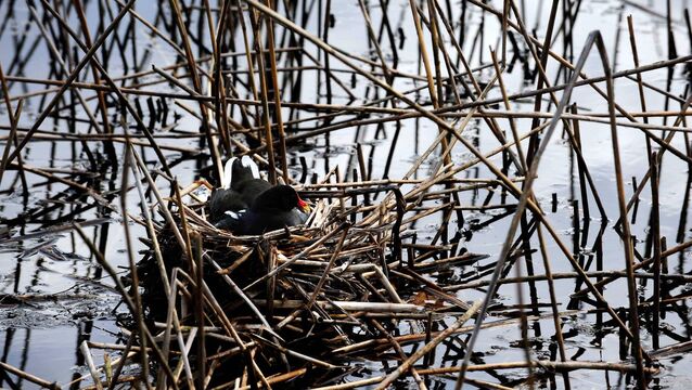 <p>A moorhen sitting on her nest. Picture: Denis Scannell</p>