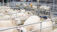 Sheep in pens at Winslow Primestock Show, Buckinghamshire