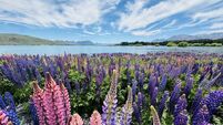 Lupin flowers in bloom at Lake Tekapo