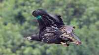 White-tailed eagle in Kerry poisoned with banned substance, confirms NPWS 