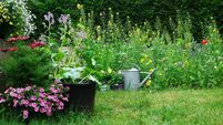 Wild herb and field or wild flowers with iron watering can.  English cottage style gardening picture.  Gardening concept of a  r