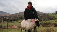 Tributes to Kerry farmer and All-Ireland sheep shearing champion who died in farm fatality 