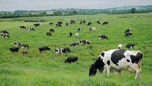 <p>Latest figures show that as of June 8, 6,500 herds have experienced a TB breakdown in the last 12 months.</p> <p>Latest figures show that as of June 8, 6,500 herds have experienced a TB breakdown in the last 12 months.</p>