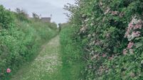 Grass and daisy covered rural lane, lined on either side by hedgerows