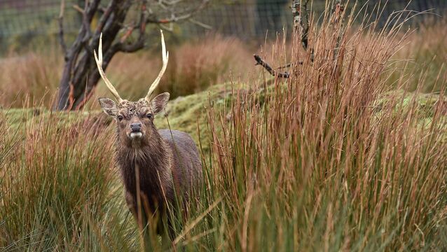 <p>Sika deer are known to pose a threat to forestry and agriculture and have also been blamed for road traffic collisions by landing on car bonnets and causing drivers to swerve. File picture: Dan Linehan</p>