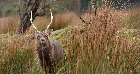 EU consider classifying sika deer as an invasive species